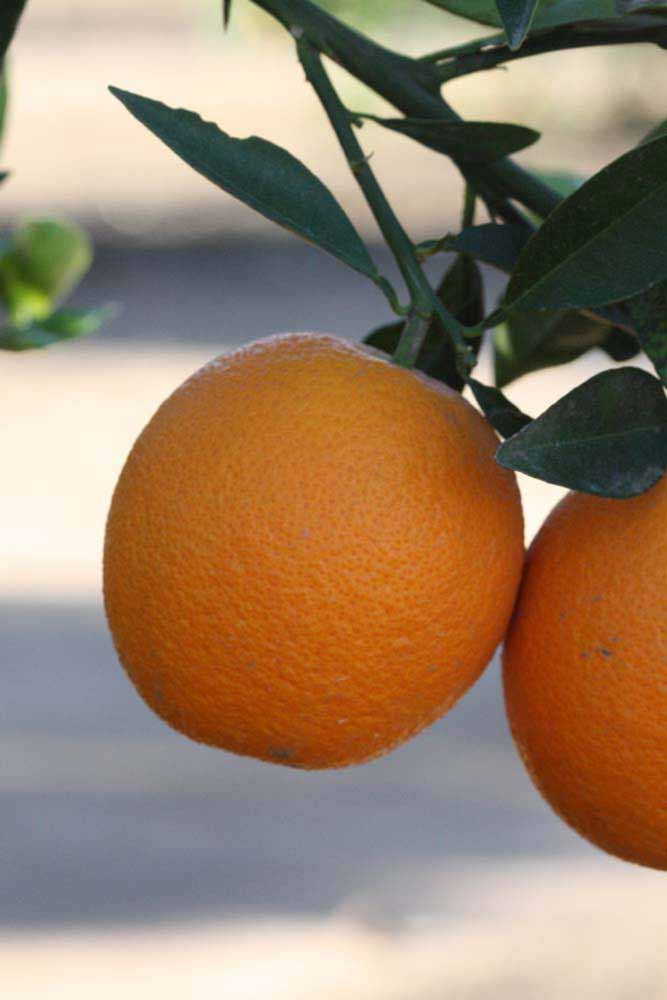            Fruit (Riverside, CA)   